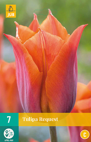 Tulipán Request 7 ks